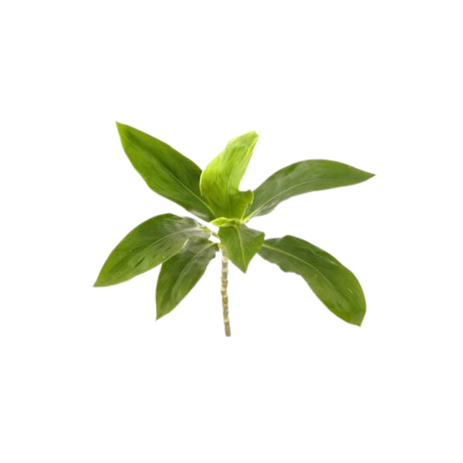 Thebu Leaves